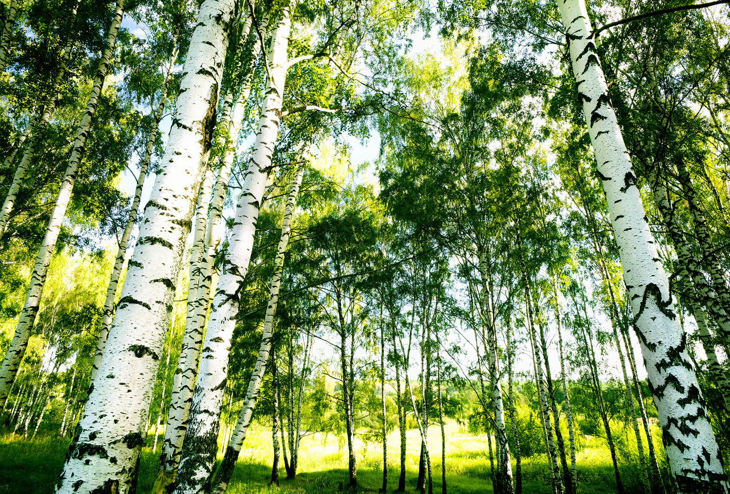 Sunshine Forest Trees Mural Wallpaper Inn