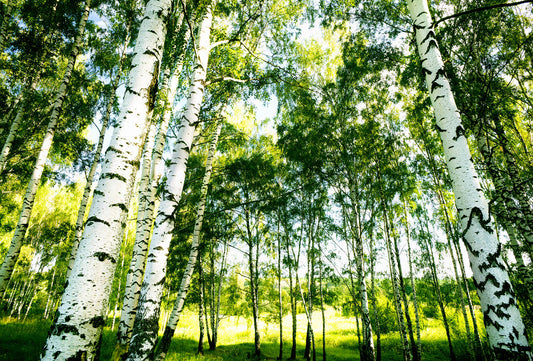 Sunshine Forest Trees Mural Wallpaper Inn