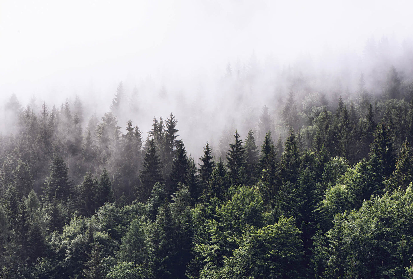 Foggy Forest Mural Wallpaper Inn