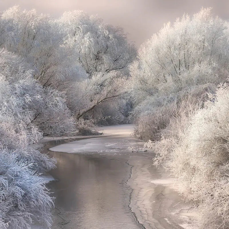 Frozen Forest Wall Mural Wallpaper Inn