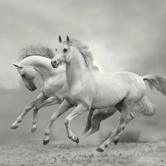 White Wild Horses Mural Wallpaper Inn