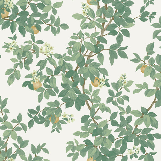 Orange Tree Cream Green