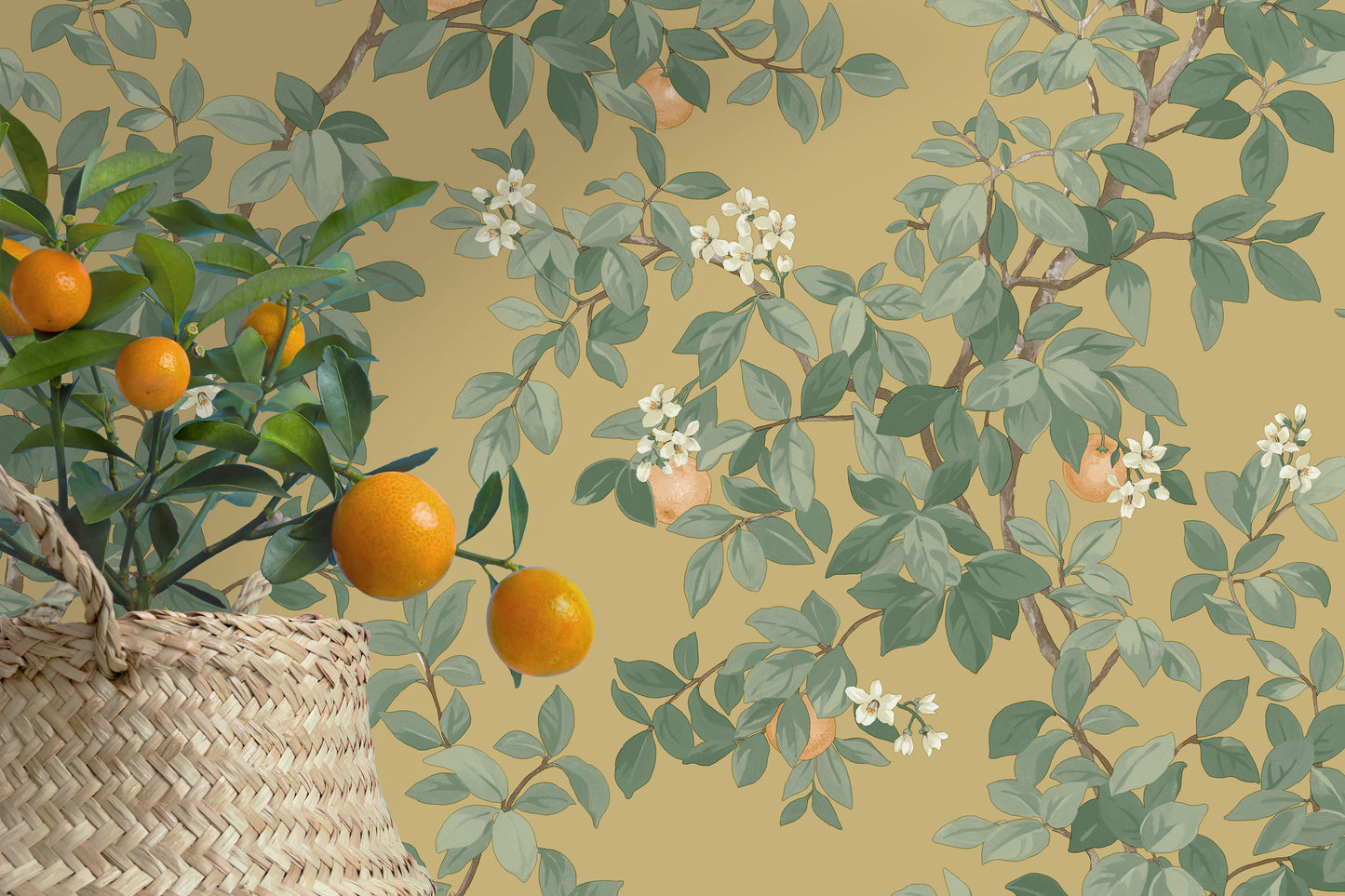 Orange Tree Ochre