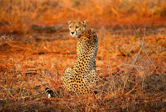 Cheetah Safari Mural Wallpaper Inn