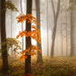 Foggy Autumn Forest Mural Wallpaper Inn