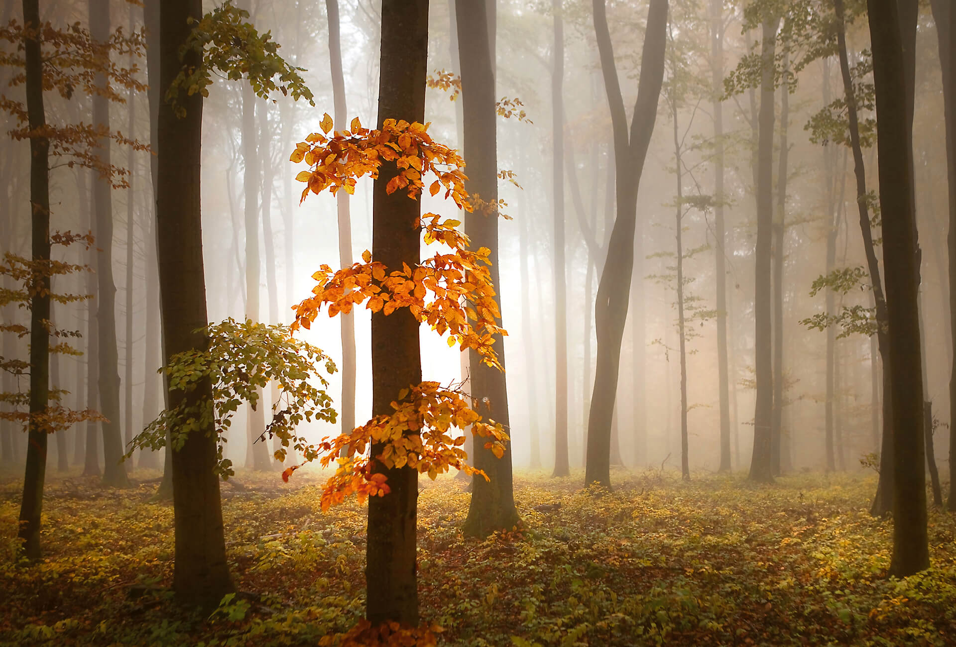 Foggy Autumn Forest Mural Wallpaper Inn