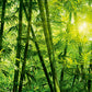 Bamboo Forest Mural Wallpaper Inn