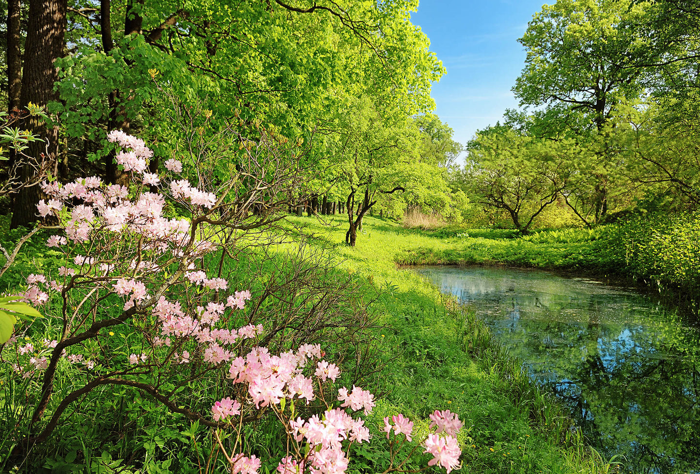 Park in the Spring Mural Wallpaper Inn