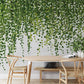 Hanging Plants Mural Wallpaper Inn