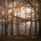 Misty Autumn Forest Mural Wallpaper Inn