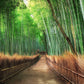 Bamboo Grove Kyoto Mural Wallpaper Inn