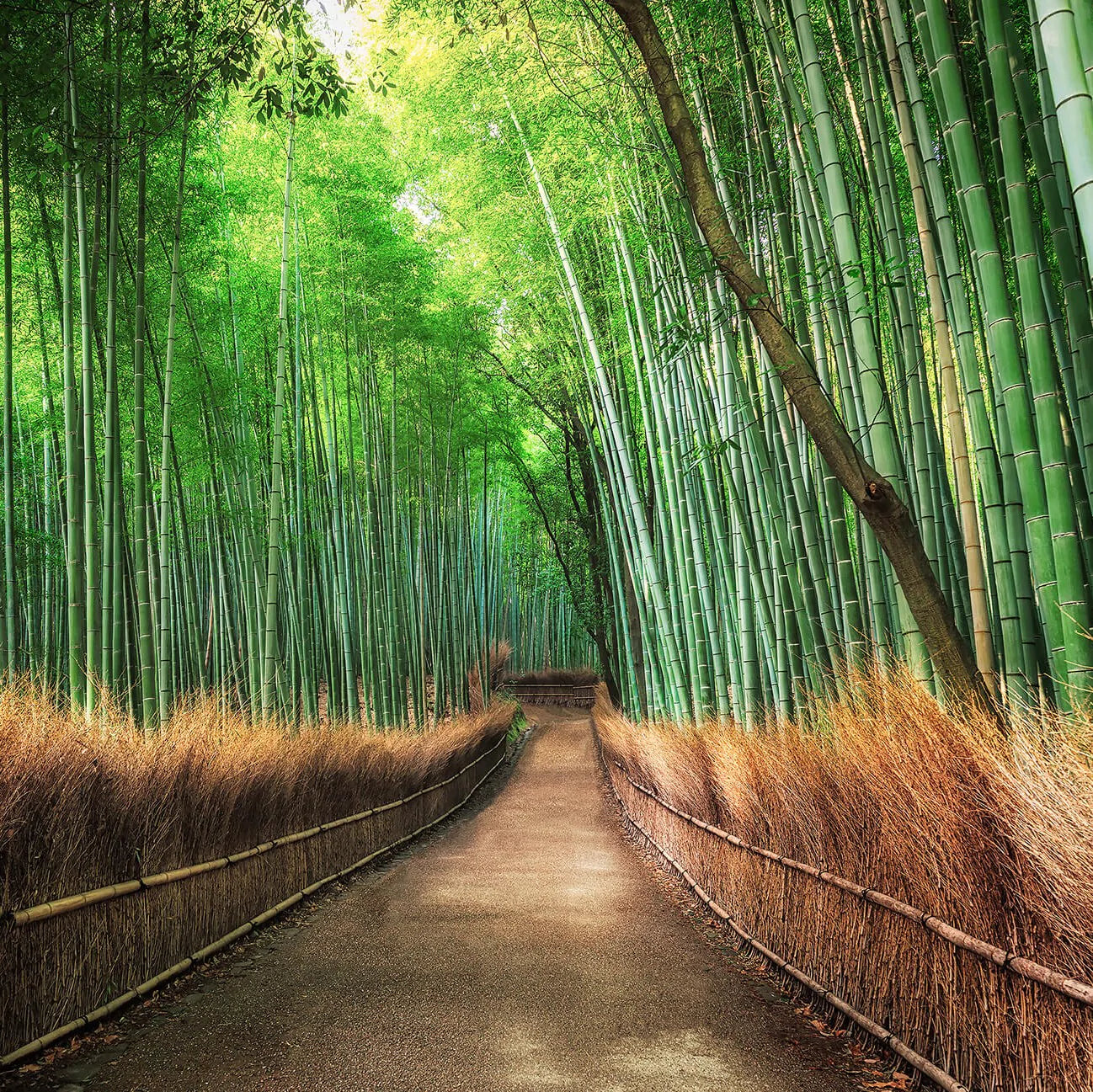 Bamboo Grove Kyoto Mural Wallpaper Inn