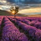 Lavender in the Provence Mural Wallpaper Inn