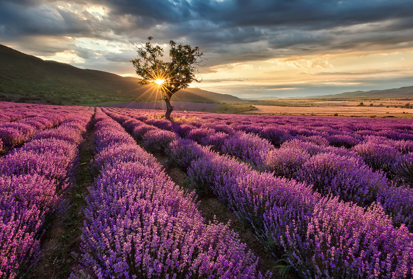 Lavender in the Provence Mural Wallpaper Inn