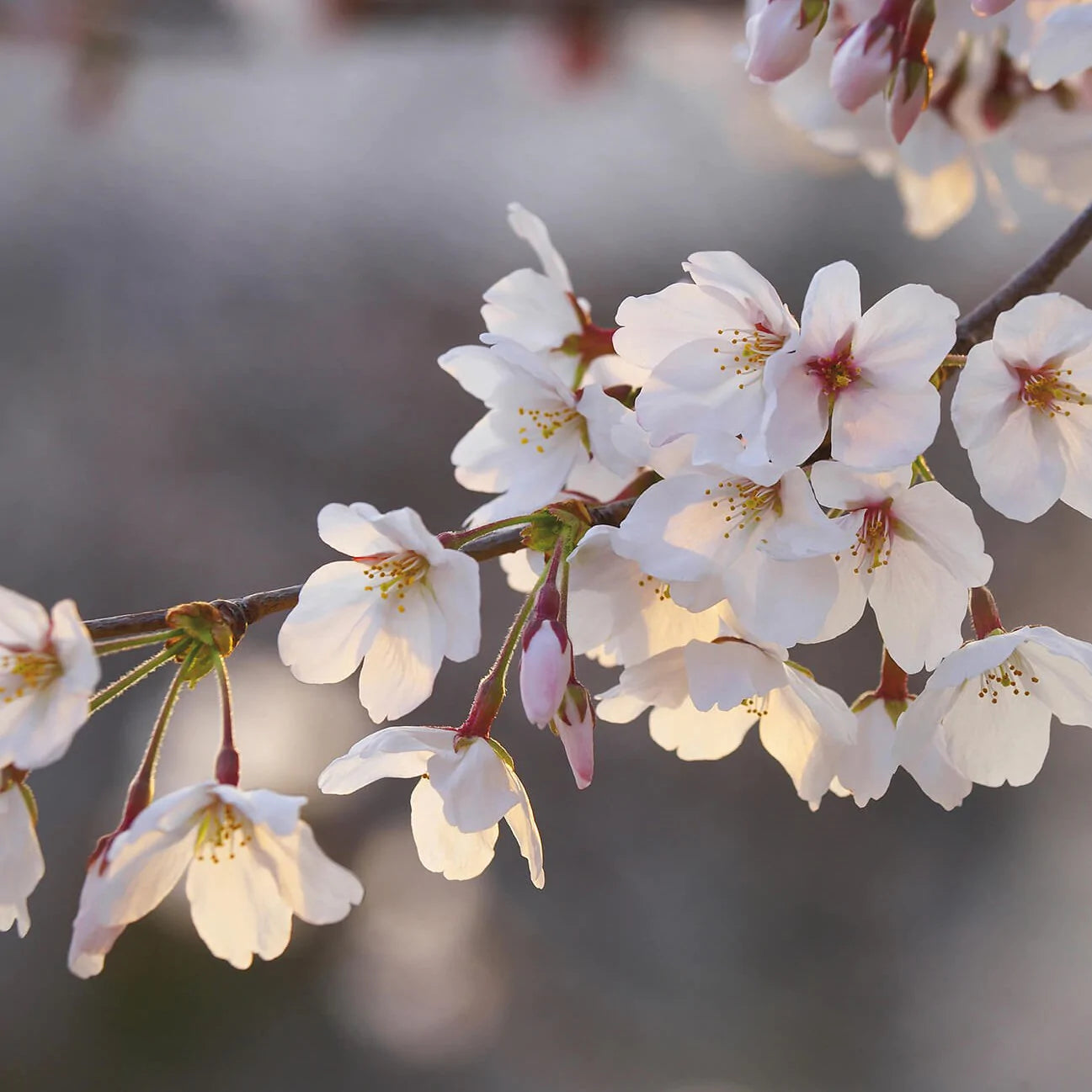 Cherry Blossoms Mural Wallpaper Inn