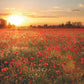 Poppy Field in Sunset Mural Wallpaper Inn