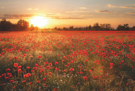 Poppy Field in Sunset Mural Wallpaper Inn