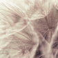 Dandelion Close Up Mural Wallpaper Inn