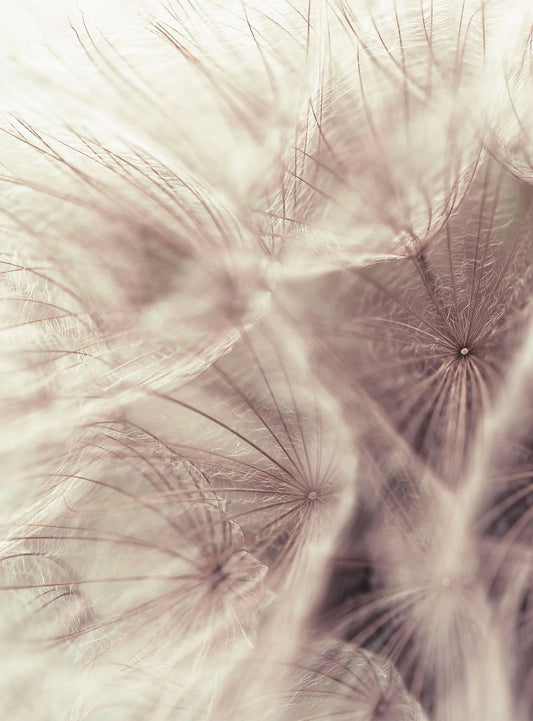 Dandelion Close Up Mural Wallpaper Inn