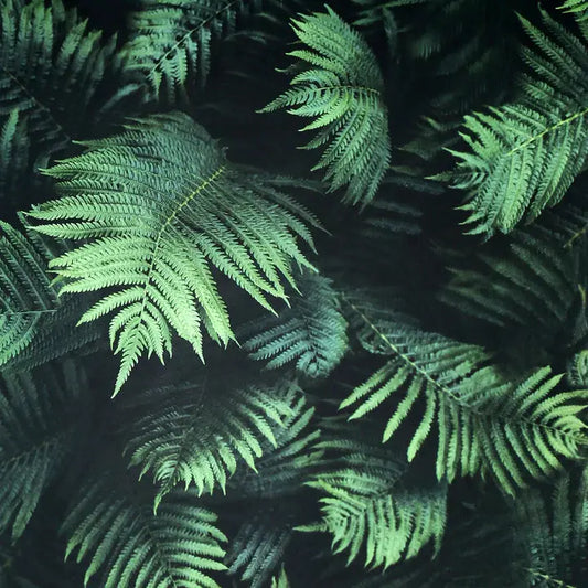 Fern Wall Green Wallpaper Wallpaper Inn