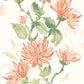 Kiku Coral